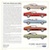 Back Cover: 1973 Ford Mustang Promotional Brochure