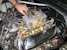 1977 Mach-1 Engine