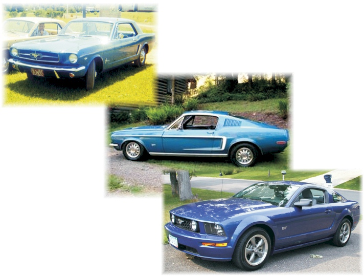 Herd of Mustangs
